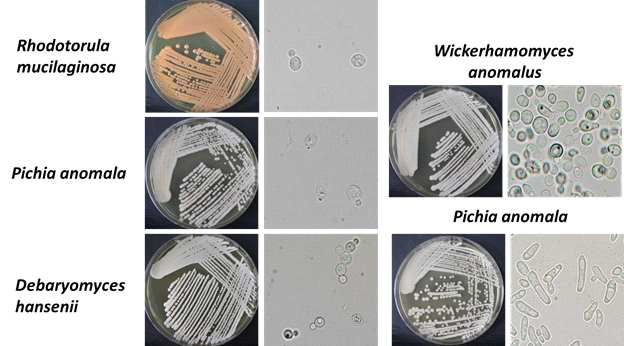 Prominent yeast isolates from traditional wheat nuruk