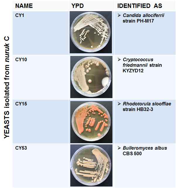 Prominent yeast isolates from traditional wheat nuruk C
