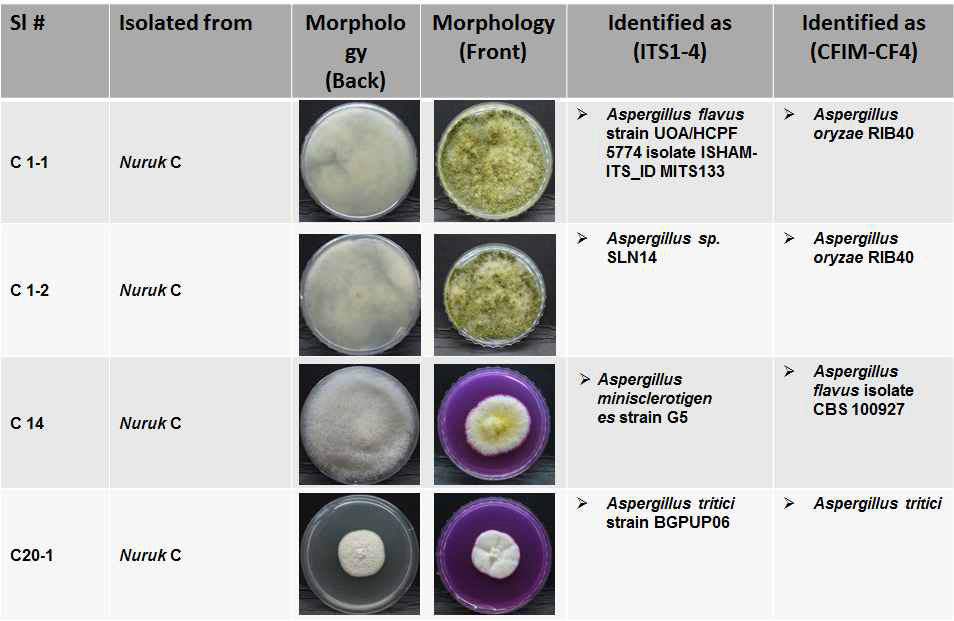 Aspergillus isolates from traditional wheat nuruk C