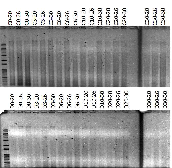 High quality, and concentrated metagenomic DNA isolated from nuruk