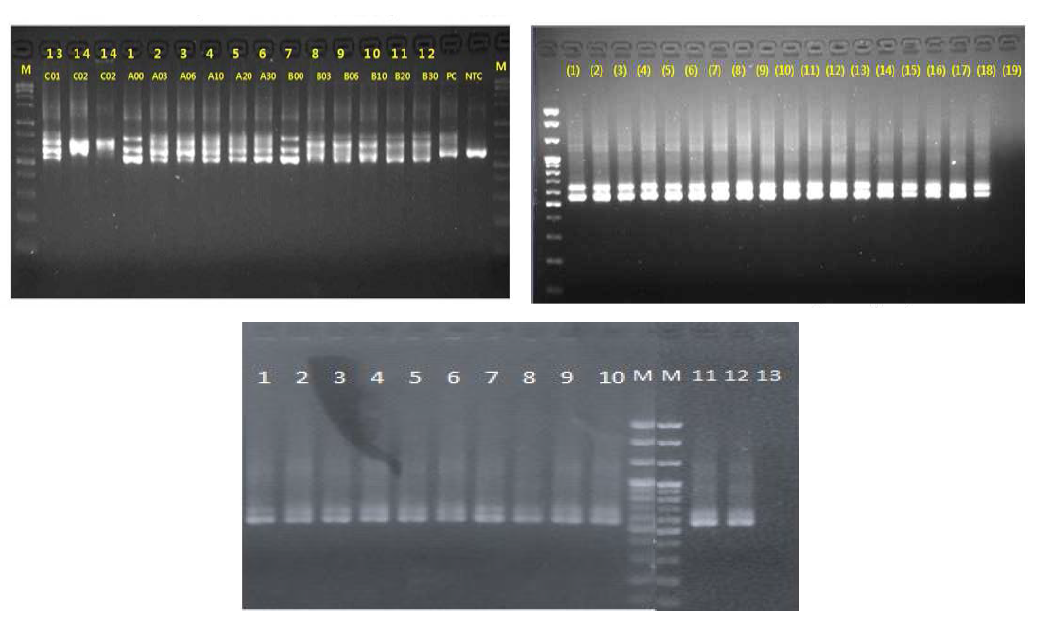 16s rRNA gene qPCR of genomic DNA isolates using 16S primer and NGS-16S primer