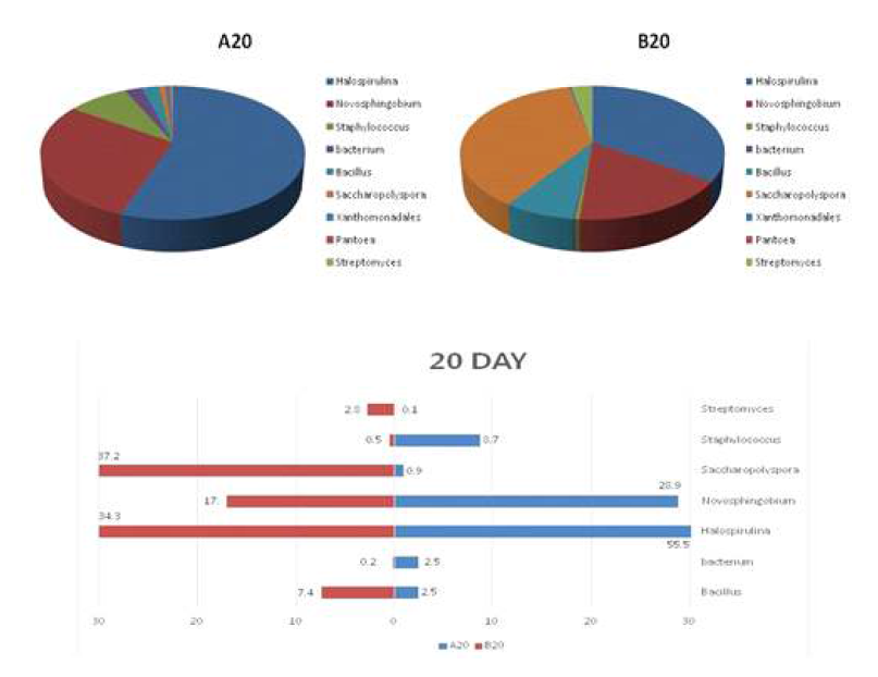 Comparision of bacterial communities at genus level present in nuruk A and B at day20 of nuruk fermentation