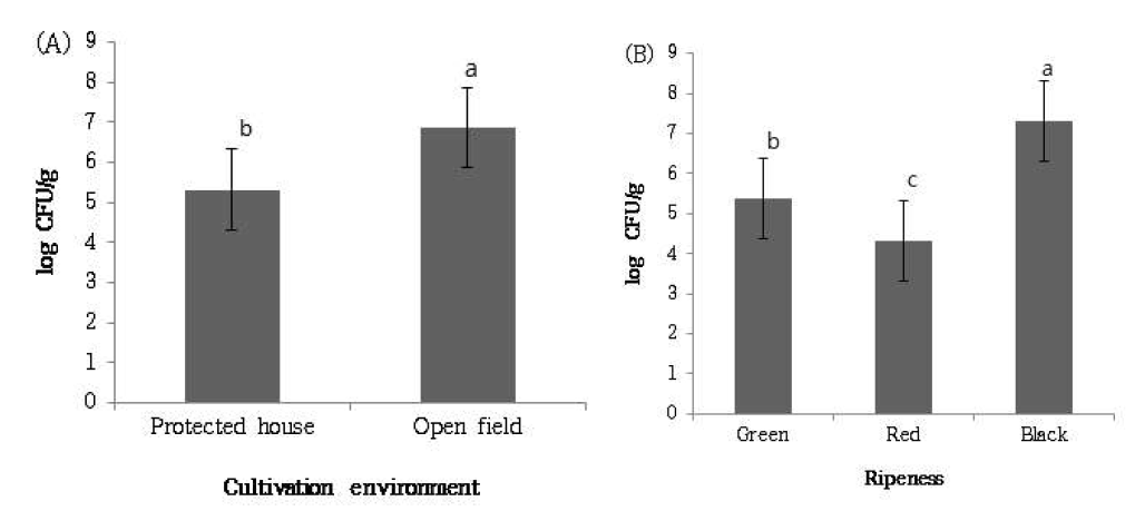 오디의 생산환경(A)과 과일의 숙도(B)에 따른 일반세균수
