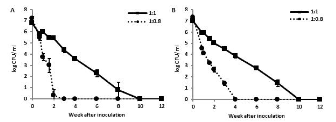 설탕량과 오디 비율에 따른 발효과정 중 대장균(A)과 일반세균수(B)의 변화