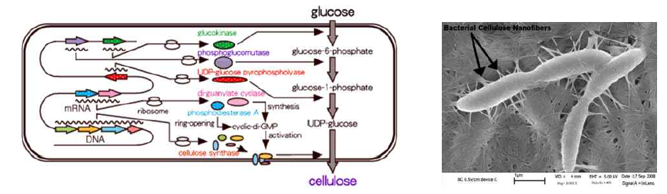 Biocellulose 생합성 메카니즘 및 Cellulose-nanofibers