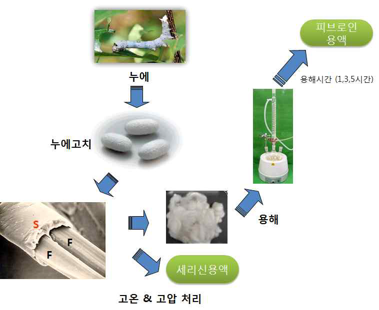 누에 산물 이용 세포적용 시료 모식도