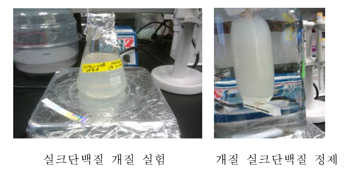 실크단백질 말단기 개질 실험