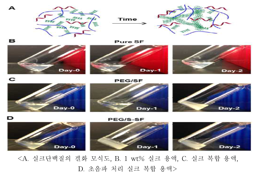 실크단백질의 겔화 거동