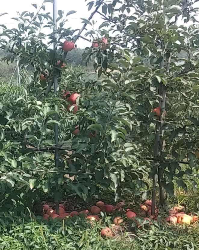 사과 신품종 ‘홍소’의 수확기 이후 낙과 피해