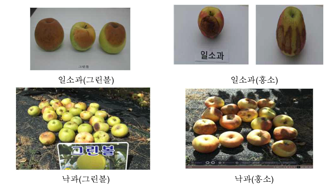 이상고온으로 인한 ‘그린볼’과 ‘홍소’의 일소과 및 낙과