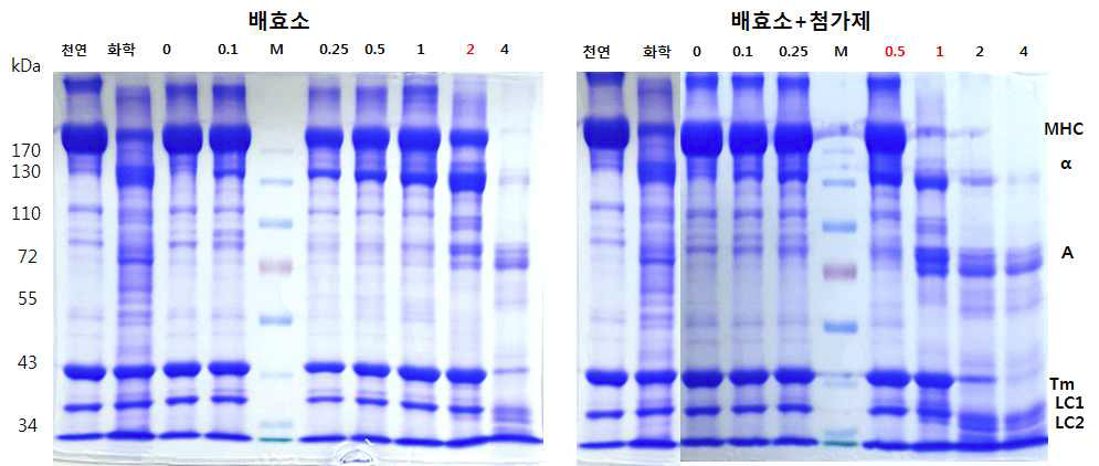 닭고기에 연육제 처리된 액토마이신 SDS-PAGE 분석