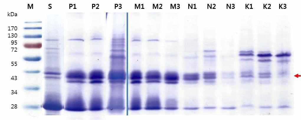 신고배 조추출액의 salt+ PEG 분리후 상등액의 SDS-PAGE analysis