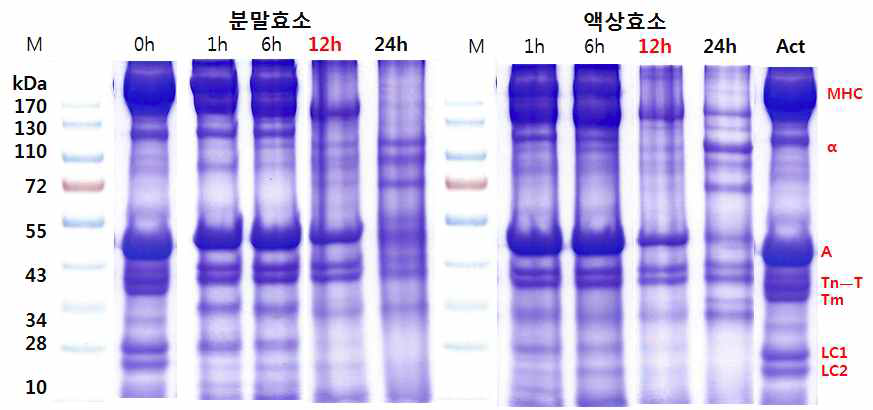 분말, 액상 효소의 시간별 근원섬유조직 분해정도