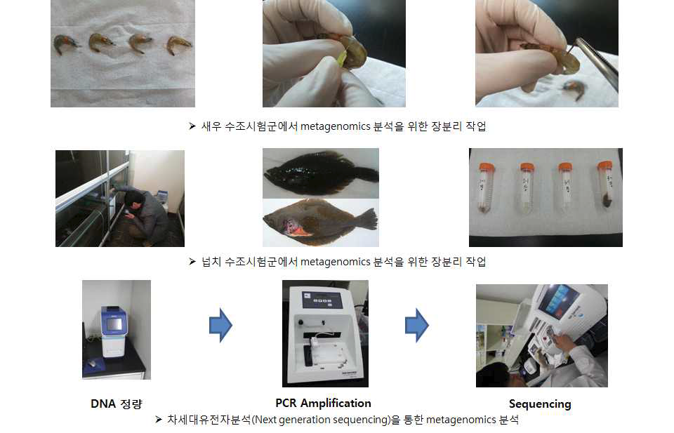 곤충사료의 양식어류 장내세균총 영향 분석 평가