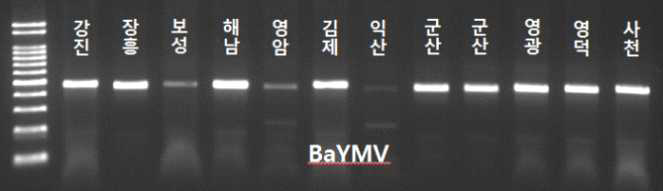 2015년도 보리 바이러스병 RT-PCR 진단결과