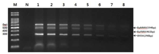 바이러스 RNA 희석 농도별 RT-PCR 결과