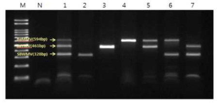 BaYMV, BaMMV, SBWMV 동시진단