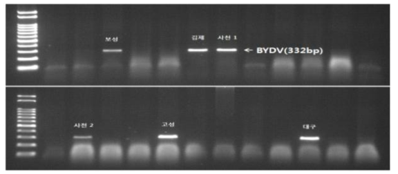 BYDV 지역별 isolate 확인