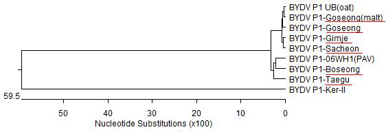 BYDV 지역별 isolate P1 계통주 분석