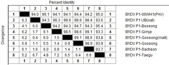 BYDV 국내 isolate의 P1 유전자 상동성