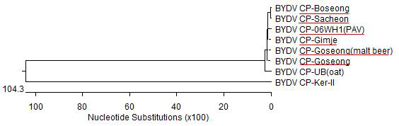 BYDV 지역별 isolate CP 계통주 분석