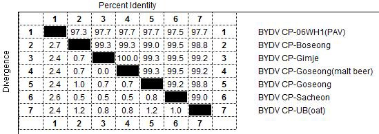 BYDV 국내 isolate의 CP 유전자 상동성