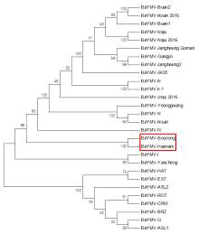 BaYMV VPg 유전자 기반 계통분석 Neighbor-Joining method, 1000회 반복