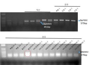 검정포에서 중복감염 및 타 바이러스오염