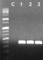 BYDV RT-PCR. BYDV 감염체로 추정된 밀에서 추출한 RNA의 RT-PCR. C:대조구, lanes 1-3: BYDV RT-PCR 생성물(375bp).