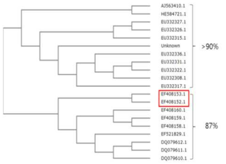 밀에서 분리한 BYDV 바이러스 유연관계 분석. 붉은색으로 표시된 box내의