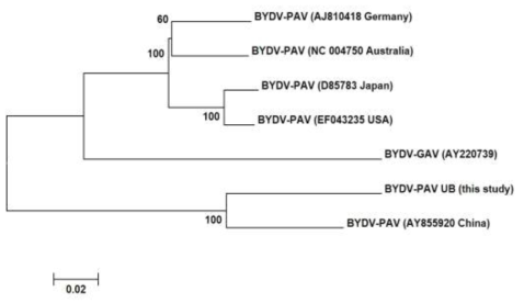 밀귀리 에서 분리한 BYDV 바이러스 유연관계 분석.