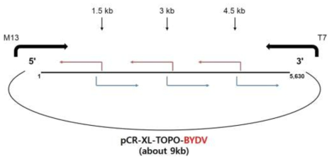 BYDV-PAV isolate UB의 염기서열 분석을 위한 특이 프라이머의 위치