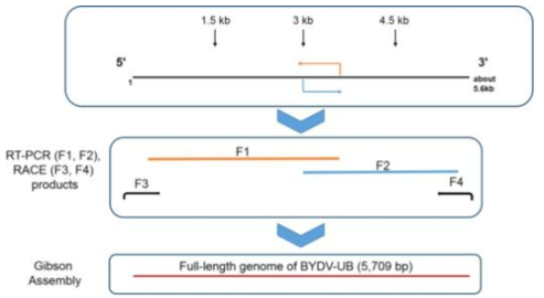 귀리에서 추출한 BYDV의 전체 유전자를 얻기 위한 실험 방법