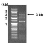 BYDV5'-1/375R 프라이머를 이용한 RT-PCR 결과