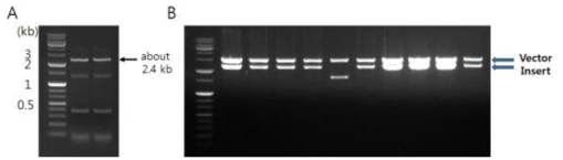 375F/BYDV 3'-1 프라이머를 이용한 RT-PCR 결과(A) 및 TA 클로닝 결과(B)