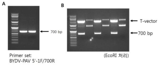 BYDV 5'말단의 단편을 위한 RT-PCR(A) 및 TA클로닝 결과(B)