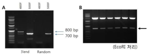 BYDV 3'말단의 단편을 위한 RT-PCR(A) 및 TA클로닝 결과(B).