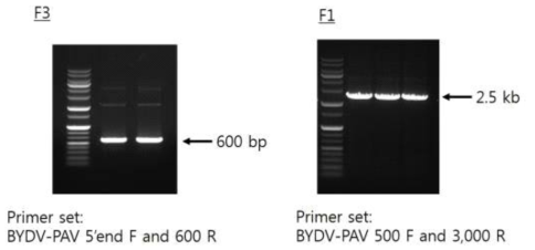 BYDV 게놈의 단편인 F1,F3의 PCR 결과 및 이용한 프라이머 정보.