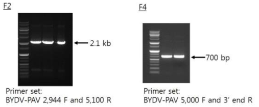 BYDV 게놈의 단편인 F2,F4의 PCR 결과 및 이용한 프라이머 정보.