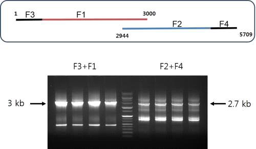 Overlapping PCR 결과.