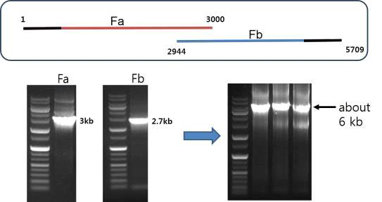 BYDV 전체 게놈을 얻기 위한 template PCR 및 overlapping PCR 결과.