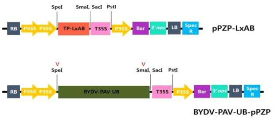 Binary 벡터들의 모식도 및 BYDV 전제 게놈의 클로닝 방법.