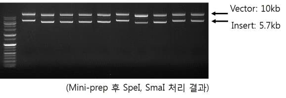 SpeI, SmaI 제한효소 처리에 의한 BYDV-PAV UB 전체게놈의 pPZP벡터 클로닝 결과 확인