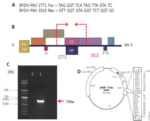 BYDV-PAV(ILL#4) 목적 유전자(CP/MP) 클론닝을 위한 subcloning