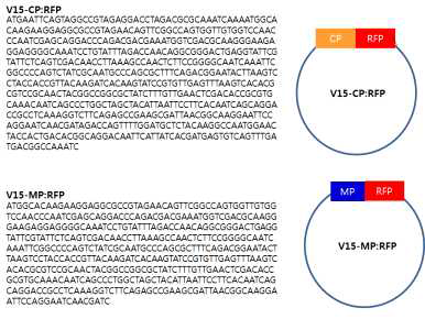 V15-CP:RFP 와 V15-MP:RFP내 외피단백질 유전자시퀀스와 이동단백질 유전자시퀀스 확인