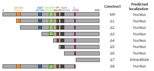 BYDV-MP과MP의 series deletion mutants (Δ1, Δ2, Δ3, Δ4, Δ5, Δ6, Δ7, and Δ8) 모식도