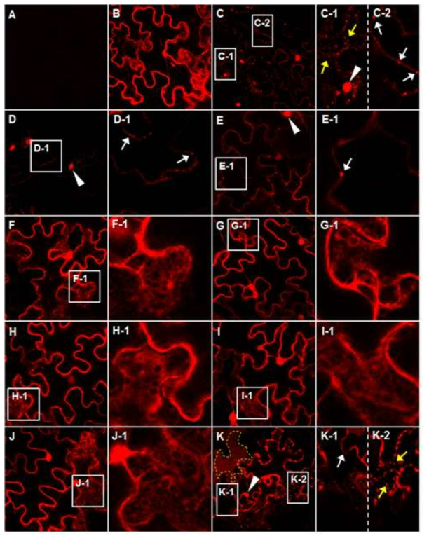 Nicotiana benthamiana 세포내 BYDV wild type movement protein (C)과 deletion mutants (D:Δ1, E:Δ2, F:Δ3, G:Δ4, H:Δ5, I:Δ6, J:Δ7, and K:Δ8)의 subcellular localization 비교