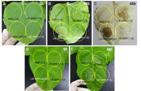 Movement protein (MP)와 coat protei (CP)의 Programmed cell death(PCD).