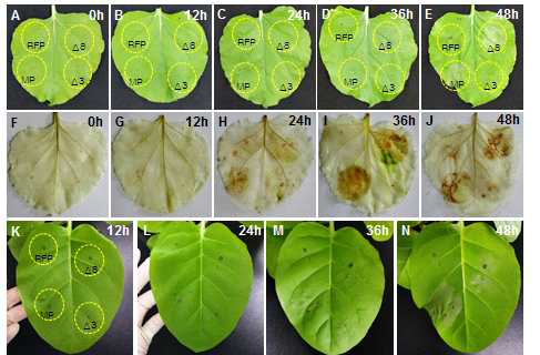 BYDV wild type movement protein (MP) deletion mutants의 Nicotiana benthamiana와 N. tabacum 의 Programmed cell death (PCD)반응