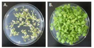 Kanamycin을 이용한 T₁ 형질전환 식물체 선발. A Wild type. B Transgenic plant